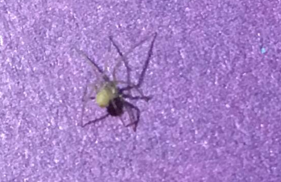 �޲�ƽ��������Ӣ�ұ��̾�