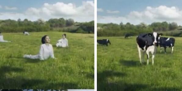 ţ�̹�˾��Ů��������ţ