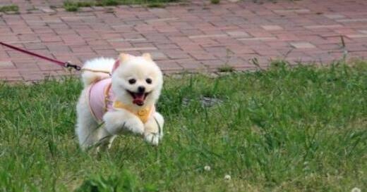 美国多州爆发神秘犬类传染病